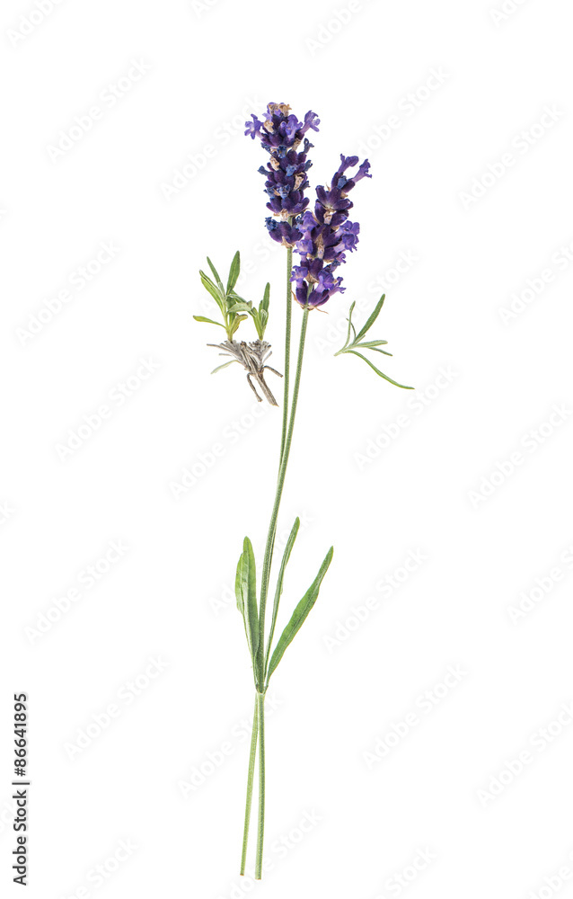 Obraz premium Lavender flowers isolated on white background