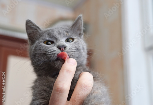 Cute kitten licks human fingers