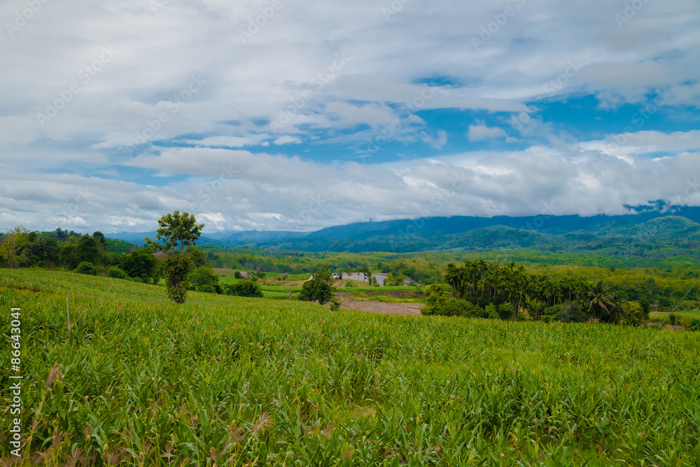 Asian Corn Field With Blue Sky