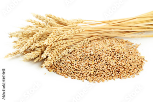 Ears of wheat and wheat grains on white background