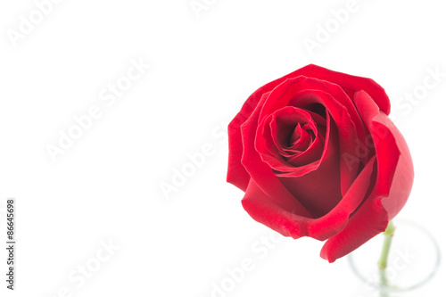 red rose isolated on white background