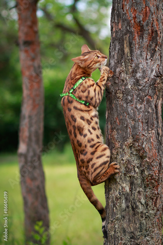 A single bengal cat in natural surroundings