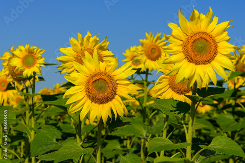 Sunflowers