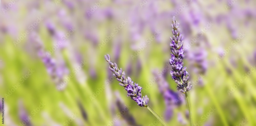 Obraz premium Panorama on two sprigs of lavender