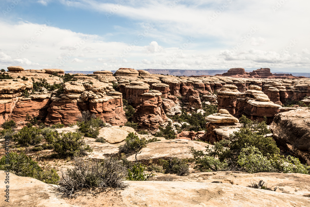 Obraz premium The Needles à Canyonlands