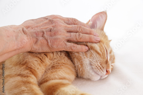Fototapeta Naklejka Na Ścianę i Meble -  猫を撫でるシニアの手

