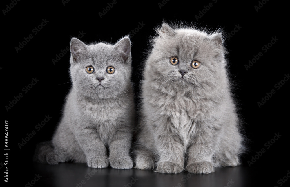 Two kitten on a black background Two kitten on a black background