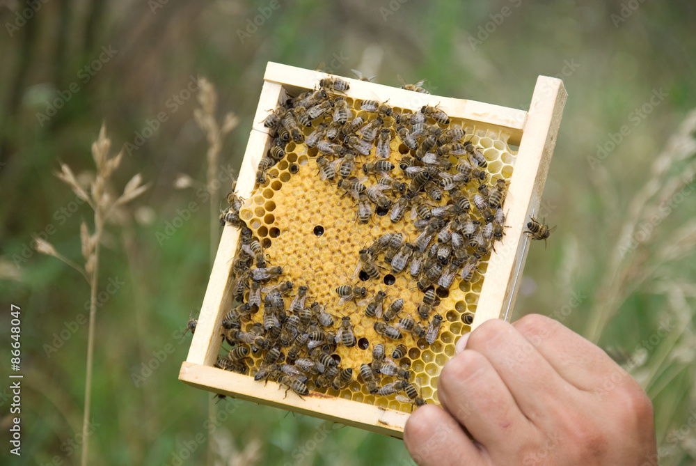 Bees on honeycomb with capped brood Bees on honeycomb with capped brood