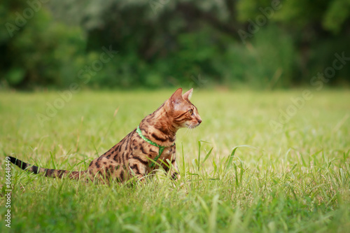 A single bengal cat in natural surroundings © Maria Shchipakina