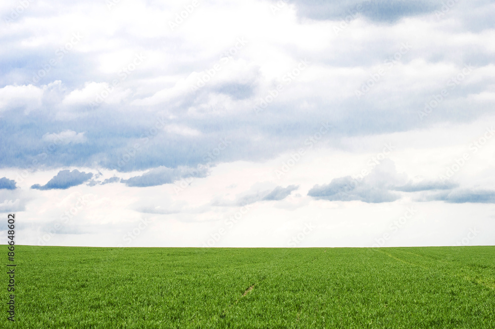  Green wheat field against the sky