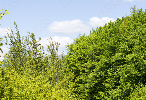 Green leaves of forest trees