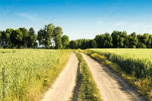 earthen road in a wheat field