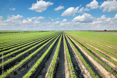 Agriculture  carrot field in summer with blue sky and clouds