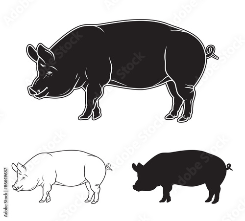 Hand drawn pig set. Vector illustration photo