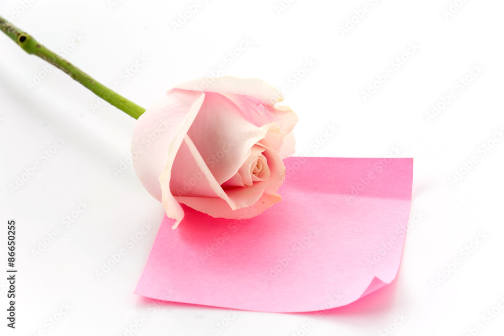 white and pink rose with pink paper note white and pink rose with pink paper note