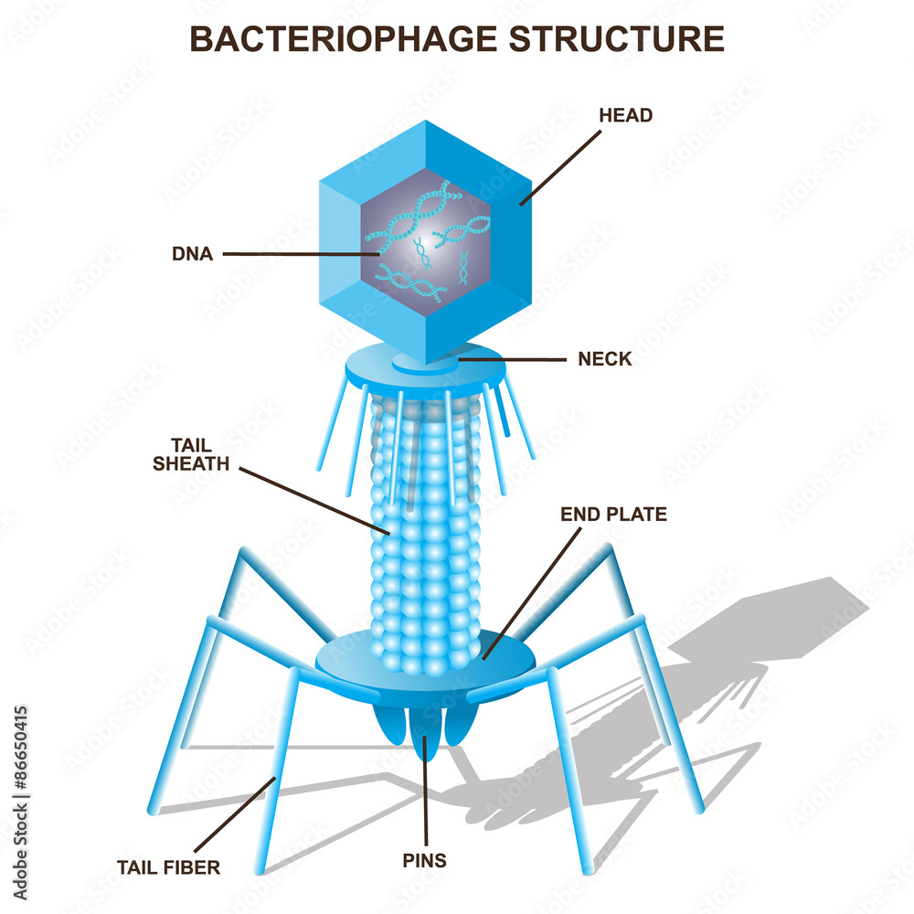 Obraz premium Virus bacteriophage model. Isolated vector illustration