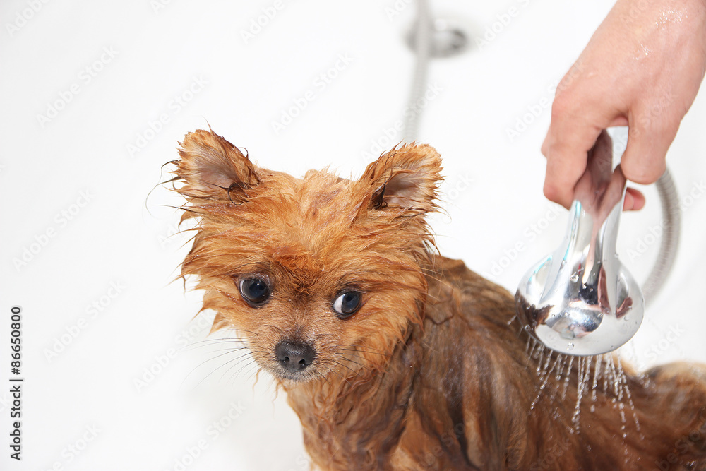 How Do You Shower A Dog In The Shower