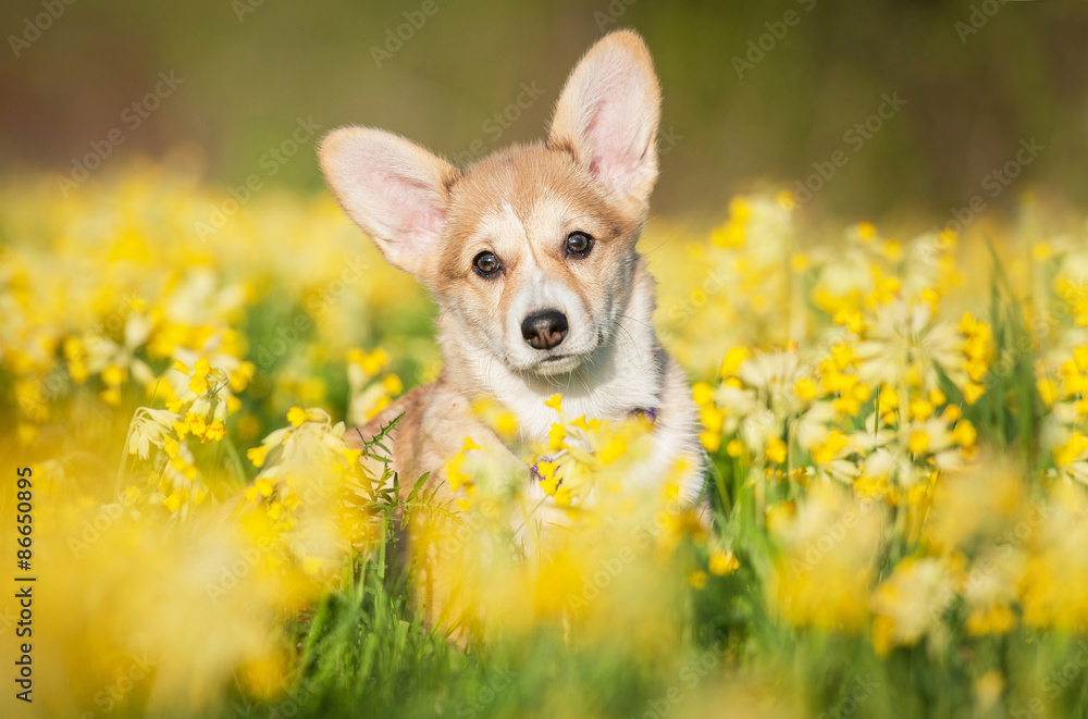 Pembroke welsh corgi puppy sitting in flowers - obrazy, fototapety, plakaty 