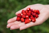 Wild strawberry in one hand