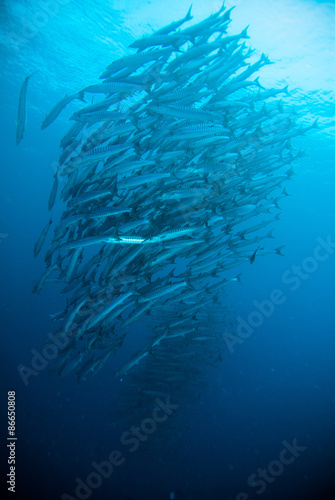 mackerel barracuda kingfish diver blue scuba diving bunaken indonesia ocean