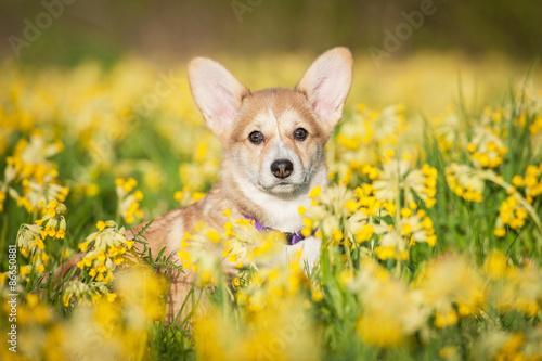Portrait of pembroke welsh corgi puppy sitting on the field with flowers