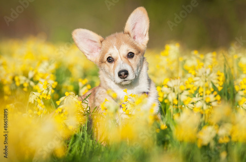 Pembroke welsh corgi puppy sitting in flowers © Rita Kochmarjova