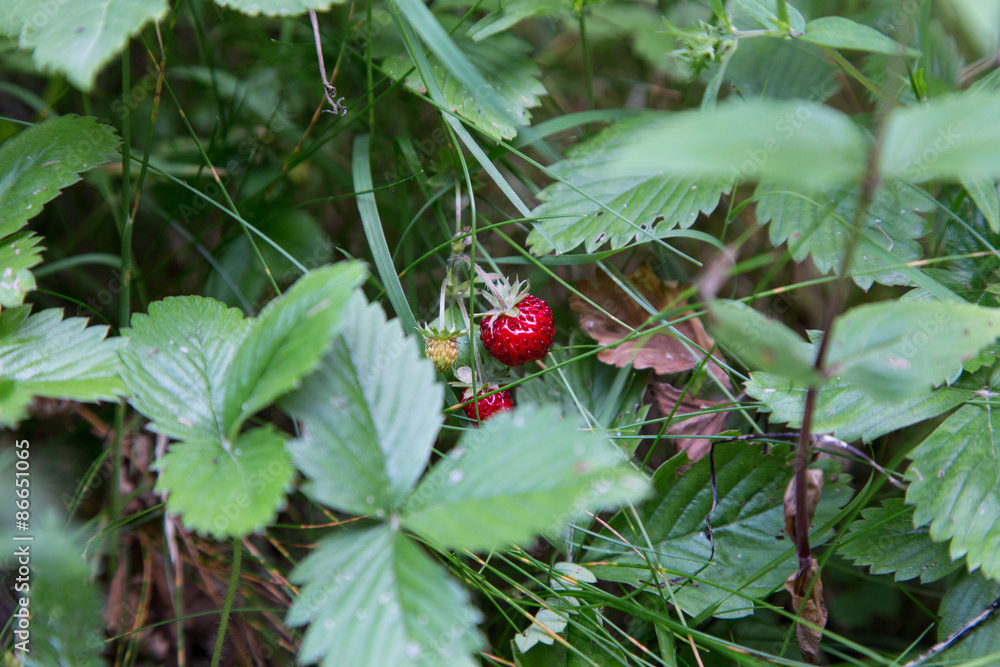 Wild strawberry in plant