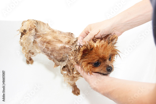 A pomeranian dog taking a shower with soap and water. Dog on white background. Dog in bath photo