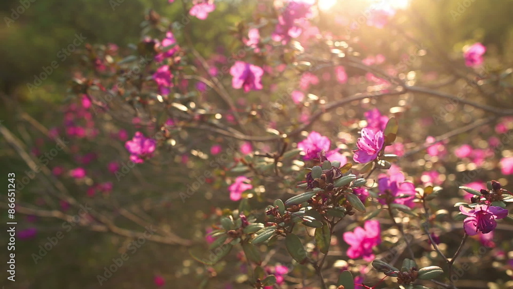 beautiful Rhododendron, Full HD close up beautiful Rhododendron, Full HD close up