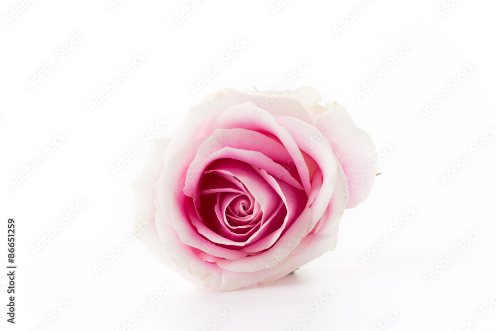 white and pink rose isolated on white background white and pink rose isolated on white background