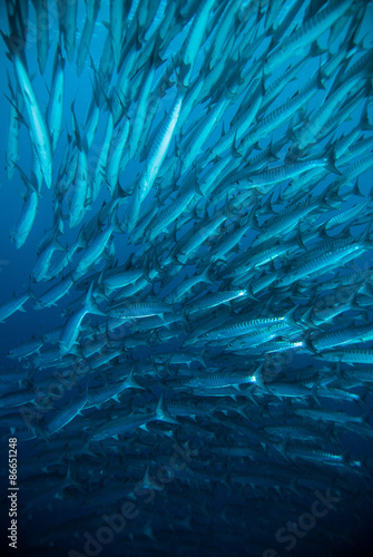 mackerel barracuda kingfish diver blue scuba diving bunaken indonesia ocean