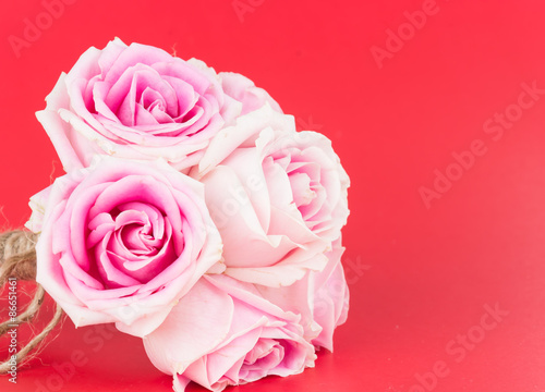 pink and white rose on red background