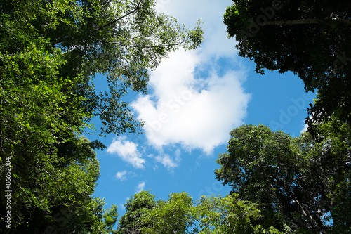 Trees on sky background