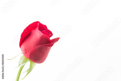 red rose isolated on white background