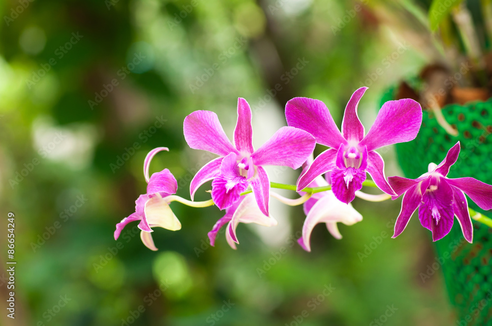Pink streaked orchid flower Pink streaked orchid flower
