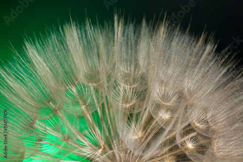 Fototapeta Naklejka Na Ścianę i Meble -  Macro di un soffione gigante fotografato in studio. Luce di sfondo verde