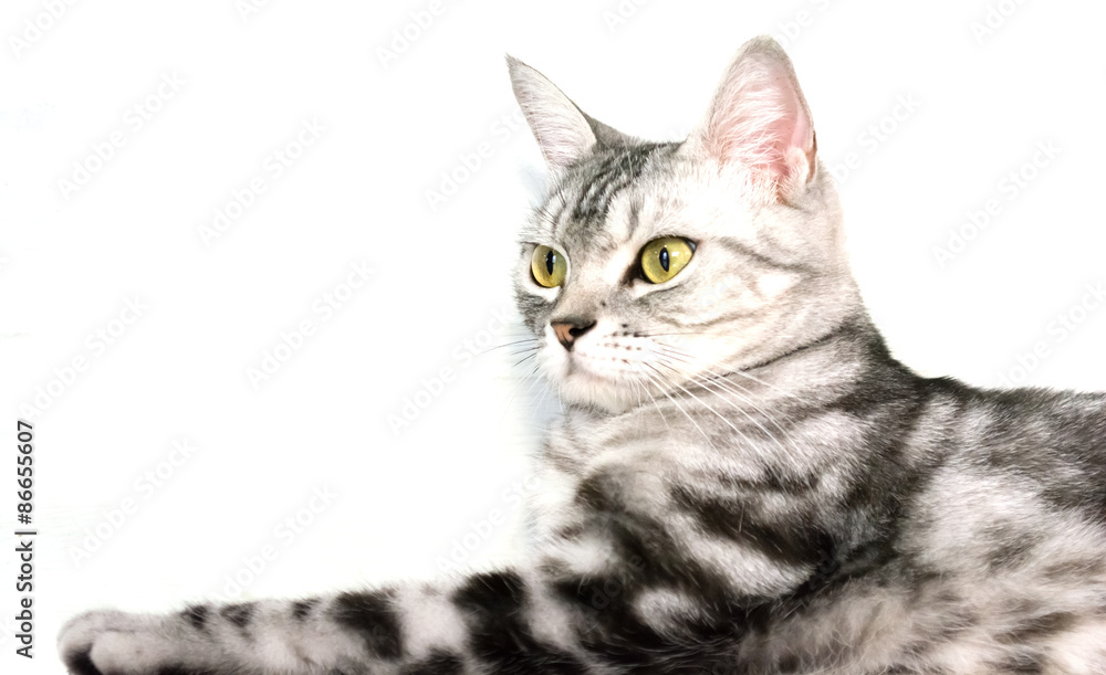 Obraz premium American shorthair cat is sitting and looking forward. Isolated on white background