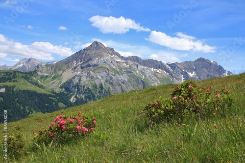 Mountain named Spitzhorn and Alpenrosen photo