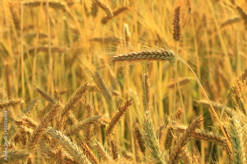 field of gold and ripe ears of corn