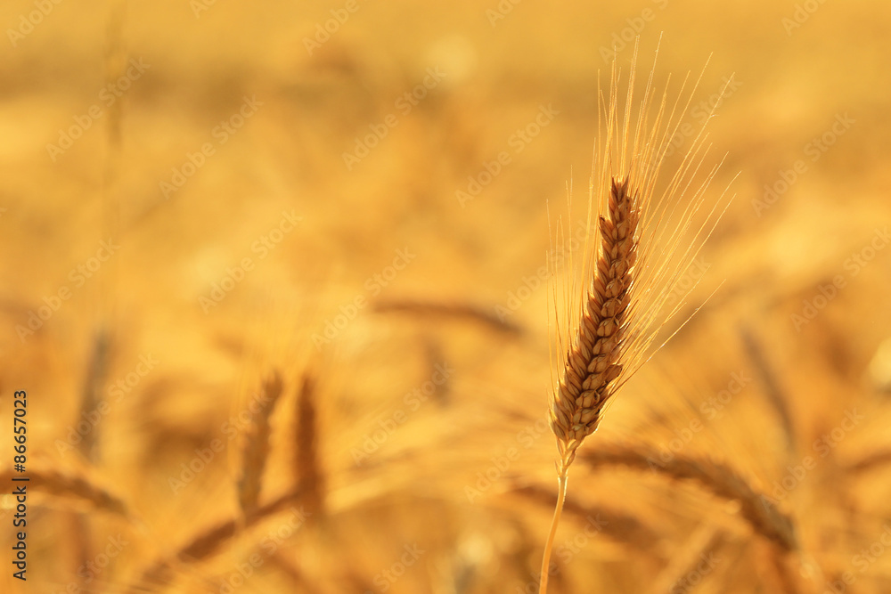 field of gold and ripe ears of corn field of gold and ripe ears of corn