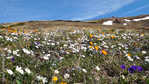 Meadow with flowers in full blossom

