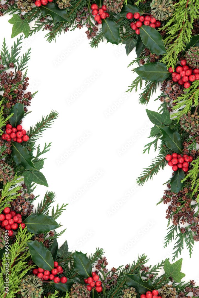 Holly and Winter Flora Border Holly and Winter Flora Border