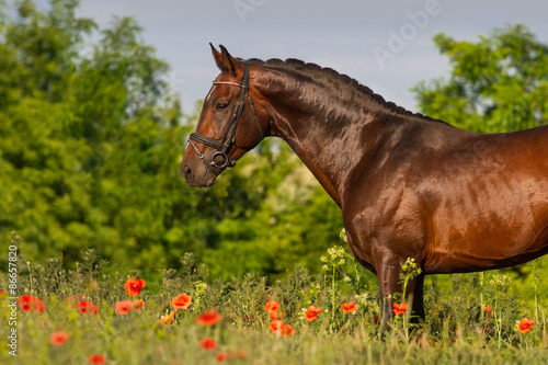 Bay stallion horse in red poppy flowers