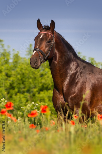 Portrait of beautiful bay stallion in red poppy flowers #86657853