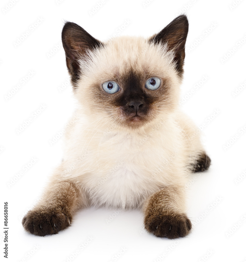 Kitten on a white background