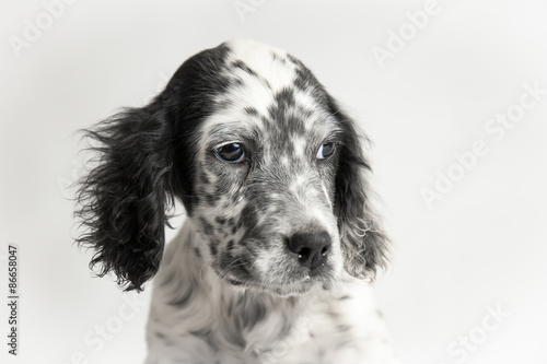 Ritratto di un cucciolo di cane setter inglese bianco e nero fotografato in studio con sfondo bianco photo