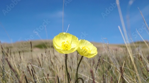 Meadow with flowers in full blossom

