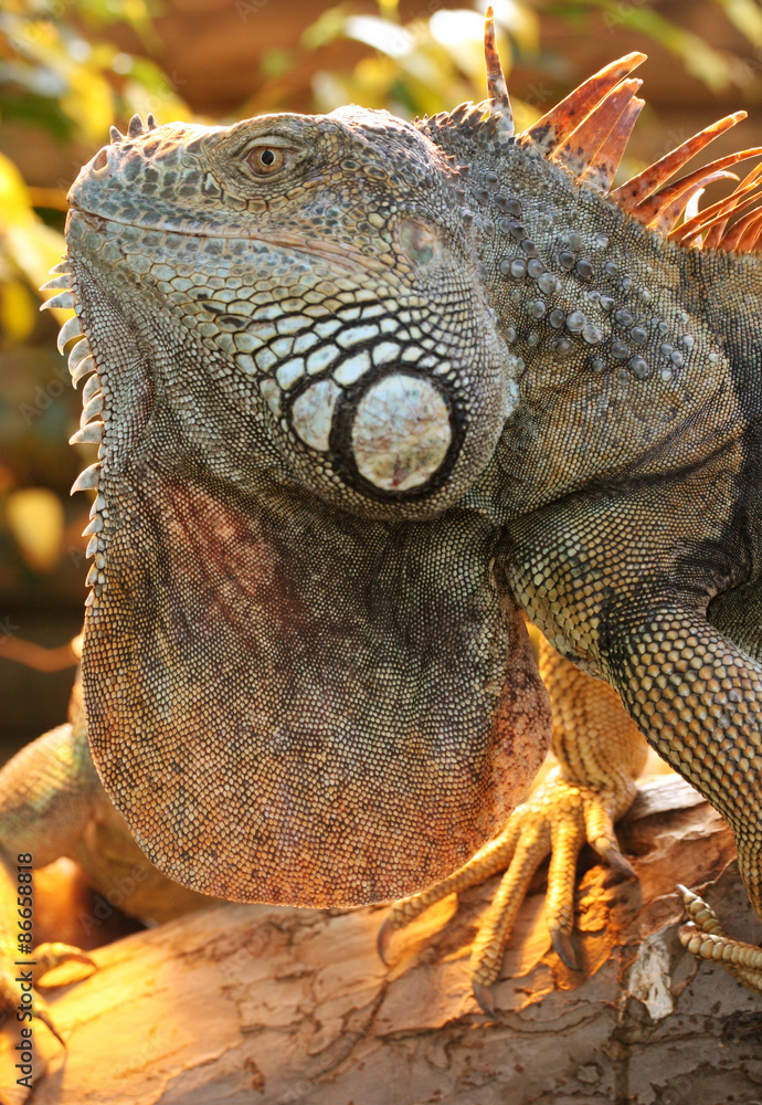 Fototapeta premium Leguan