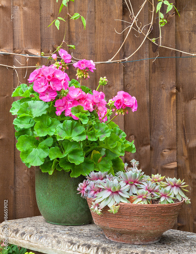 Potted geranium flower and succulents on a stone bench photo