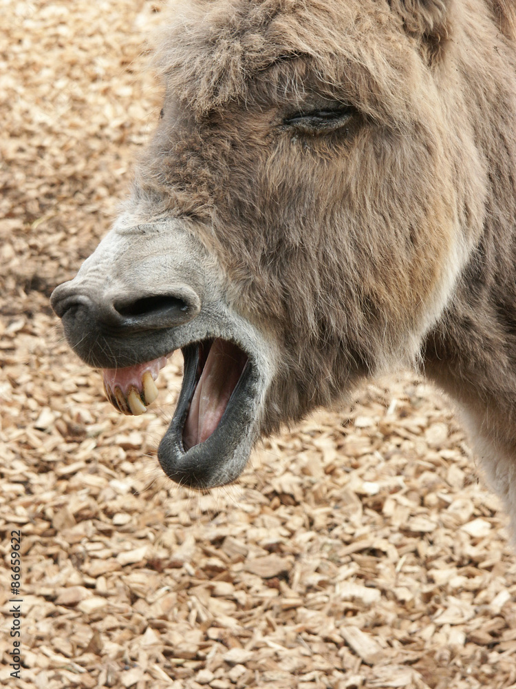 Fototapeta premium Esel